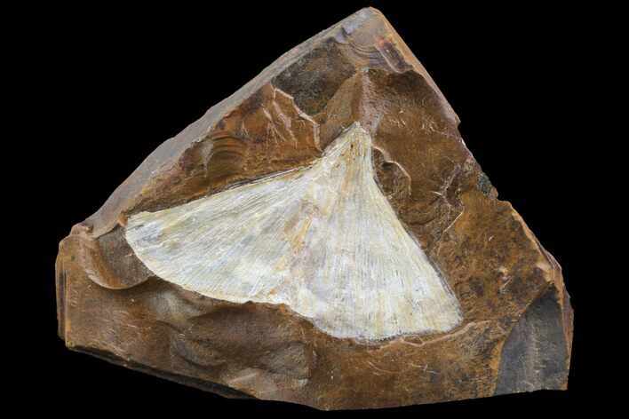 Fossil Ginkgo Leaf From North Dakota - Paleocene #95351